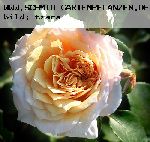 English Garden (Schloss Gl�cksburg) - Englische Rosen