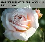 English Garden (Schloss Gl�cksburg) - Englische Rosen