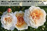 English Garden (Schloss Gl�cksburg) - Englische Rosen