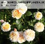 English Garden (Schloss Gl�cksburg) - Englische Rosen