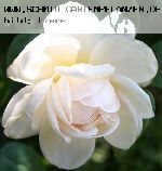 Martine Guillot - Rosa Generosa von Guillot
