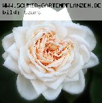 Martine Guillot - Rosa Generosa von Guillot