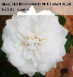 Martine Guillot - Rosa Generosa von Guillot