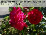 Gru� an Teplitz - Rosa Borbonica