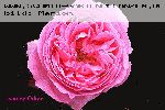 Louise Odier - Rosa Borbonica