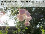 Heritage - Englische Rosen