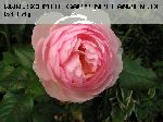 Heritage - Englische Rosen