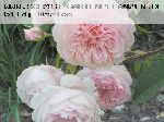 William Morris - Englische Rosen