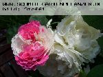 Winchester Cathedral - Englische Rosen