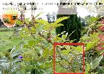 Ghislaine de F�ligonde - Kletterrosen und Rambler
