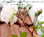 Ghislaine de F�ligonde - Kletterrosen und Rambler