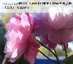 Mary Rose - Englische Rosen