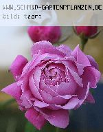 Mary Rose - Englische Rosen