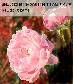 Mary Rose - Englische Rosen