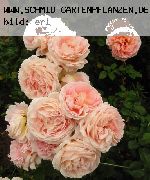 Abraham Darby - Englische Rosen
