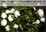 Schneewittchen ('F�e des Neiges') - Moderne Strauchrosen