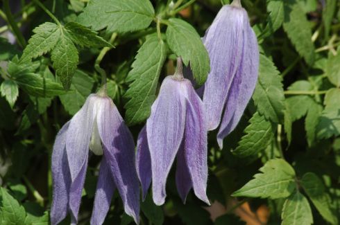 Clematis - Clematis alpina 'Blue Dancer'