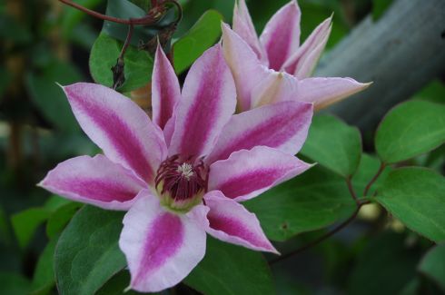 Clematis - Clematis 'Capitaine Thuilleaux'