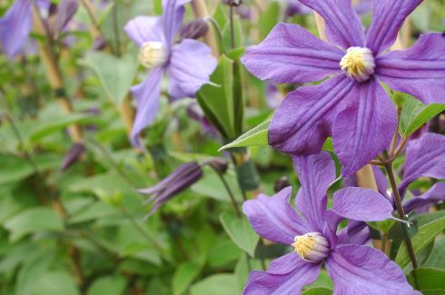 Clematis - Clematis 'Durandii'