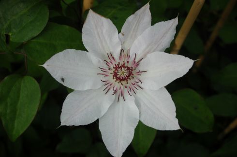 Clematis - Clematis 'Fair Rosamond'
