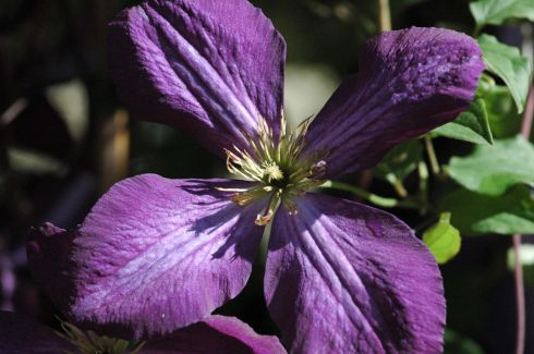 Clematis von Wim Snoeijer - Clematis 'JACKMANII PURPUREA'