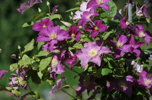 Clematis von Wim Snoeijer - Clematis 'JOLLY GOOD' (Zojogo) PBRaf