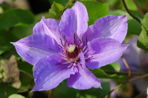 Clematis - Clematis 'Koenigssohn'