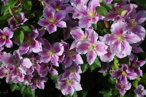 Patens - Clematis 'Piilu'