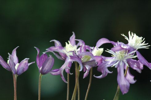 Clematis von Wim Snoeijer - Clematis 'PRETTY IN BLUE Zopre PBR & PP'