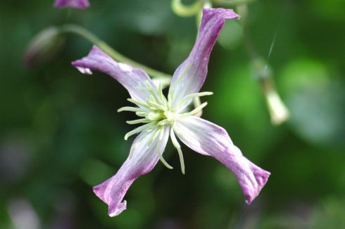 Flammula - Clematis 'Triternata Rubromarginata'