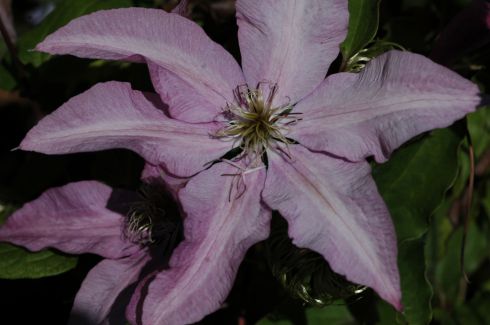 Clematis - Clematis 'Vyvyan Pennell'