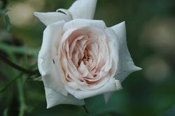 Kletterrosen und Rambler - zusammengefasst - Awakening