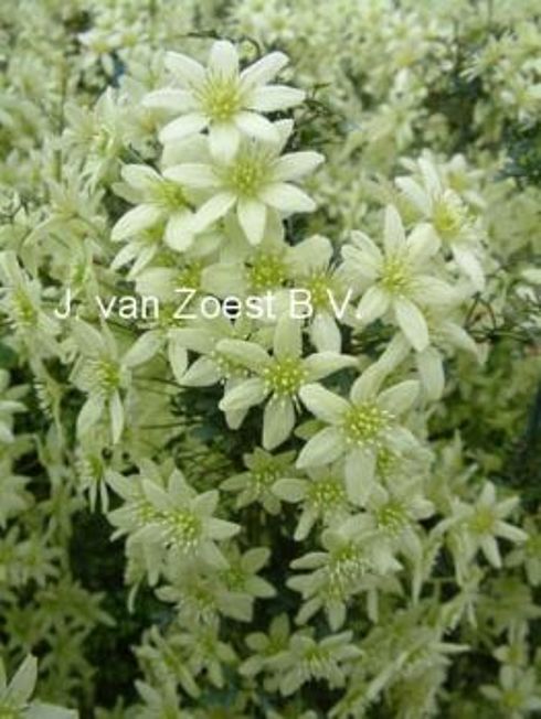 Forsteri - Clematis 'Pixie'