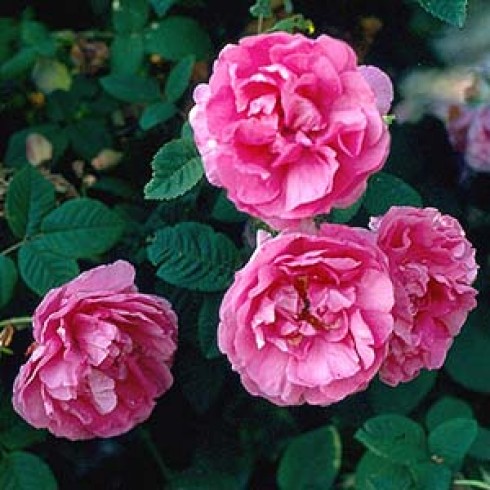 Rosa Gallica (Essig-Rose) - Agatha