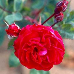 Rosa Rugosa (Kartoffelrosen) - Alexander McKenzie