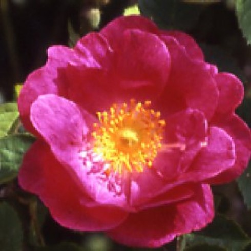 Schottische Zaunrosen und Canina Hybriden - Amy Robsart