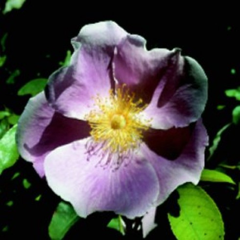 Laevigatas - Anemone Rose