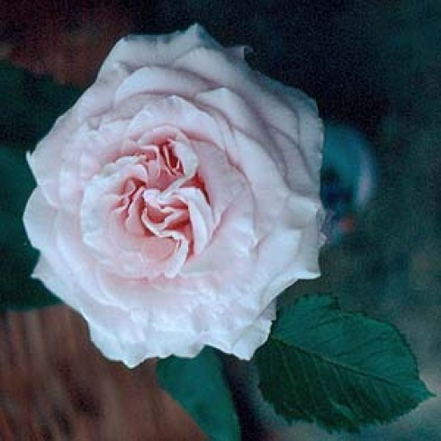 Moderne Strauchrosen - Anna Pavlova