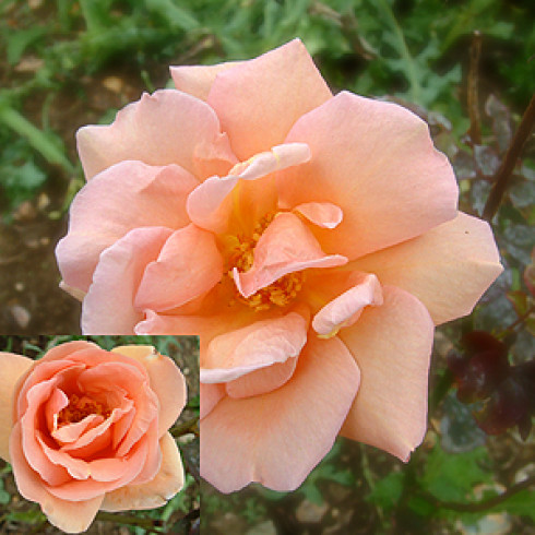 Teehybriden - Apricot Silk