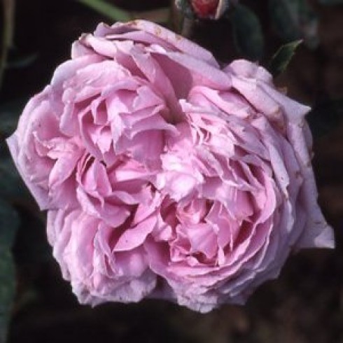 Rosa Borbonica - Archiduchesse Elizabeth d'Autriche