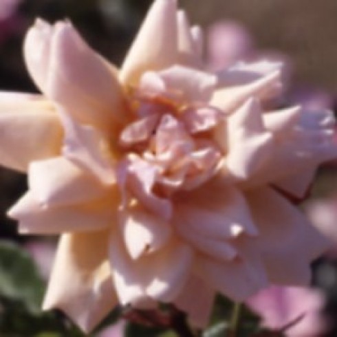 Chinarosen - Arethusa