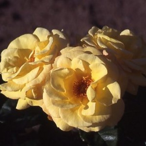 Floribunda Rosen (Büschelblüher) - Arthur Bell