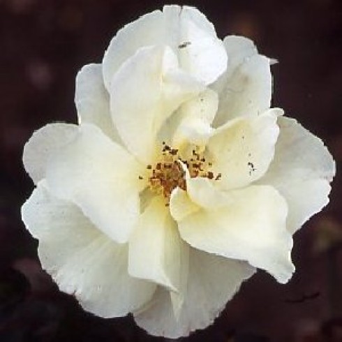 Rosa Moschata - Autumn Delight