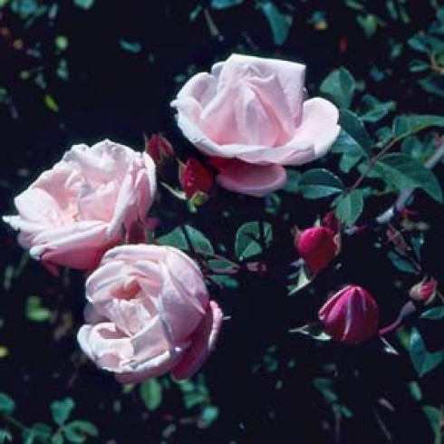 Kletterrosen und Rambler - zusammengefasst - Ayrshire Splendens