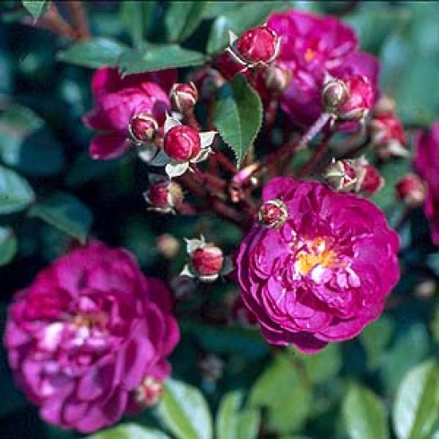 Polyantha Rosen und ältere Floribundas - Baby Faurax