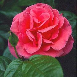 Floribunda Rosen (Büschelblüher) - Barbara Carrera