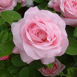 Remontant Rosen (Remontant Hybriden) - Baroness Rothschild