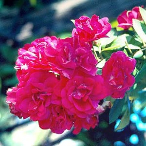 Rosa Moschata - Belinda