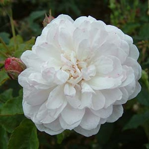 Noisette Rosen und nahe Verwandte - Belle Vichysoise