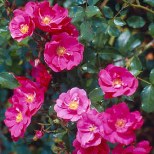 Bodendecker Rosen - Berkshire